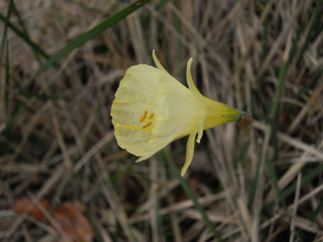 Narcissus bulbocodium photo